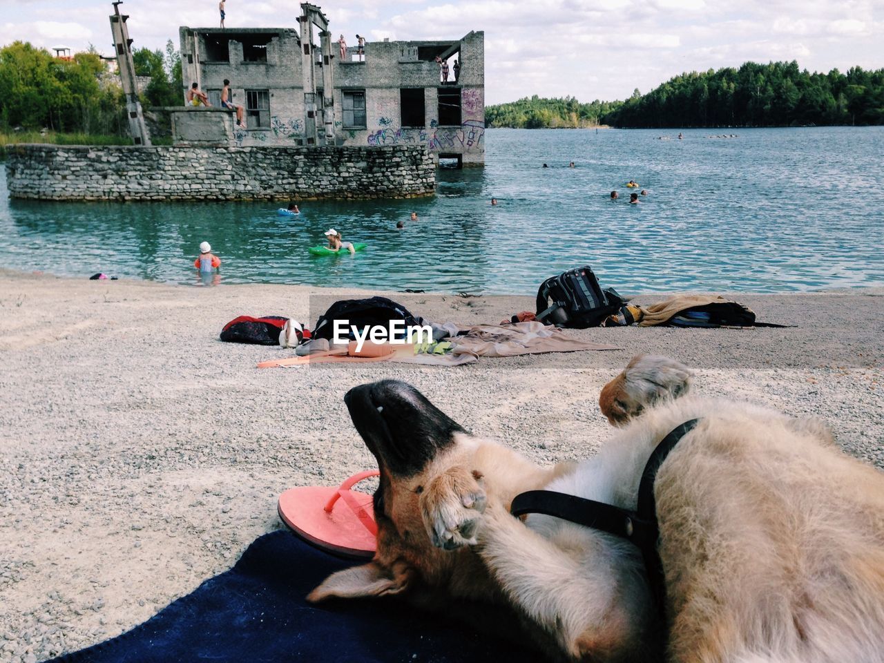 Dog relaxing at riverbank