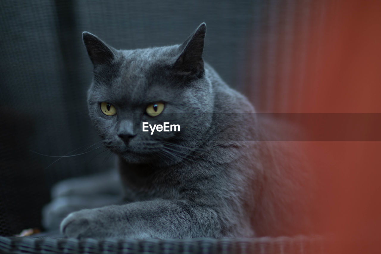 Close-up portrait of a cat