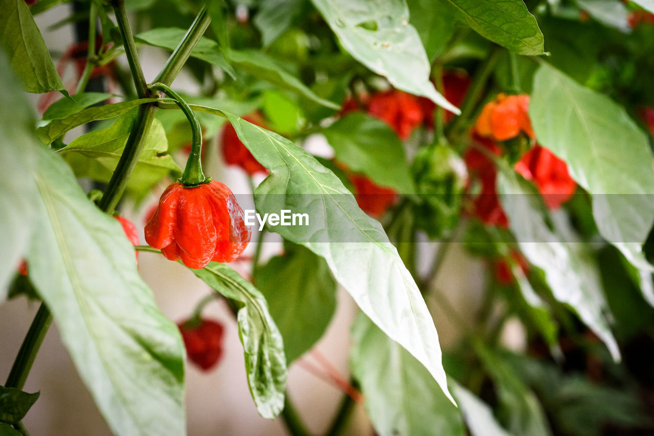 Close-up of tomatoes growing on plant