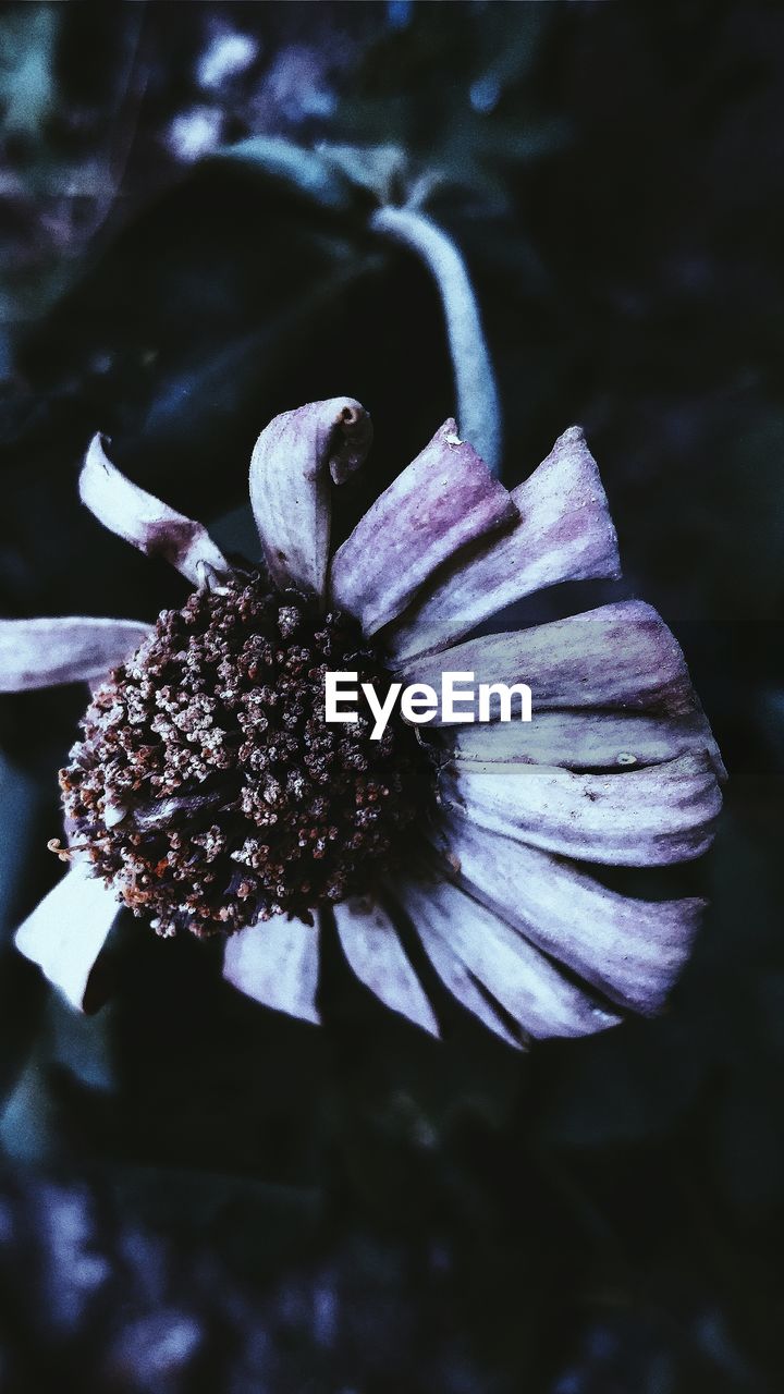 CLOSE-UP OF FLOWER HEAD