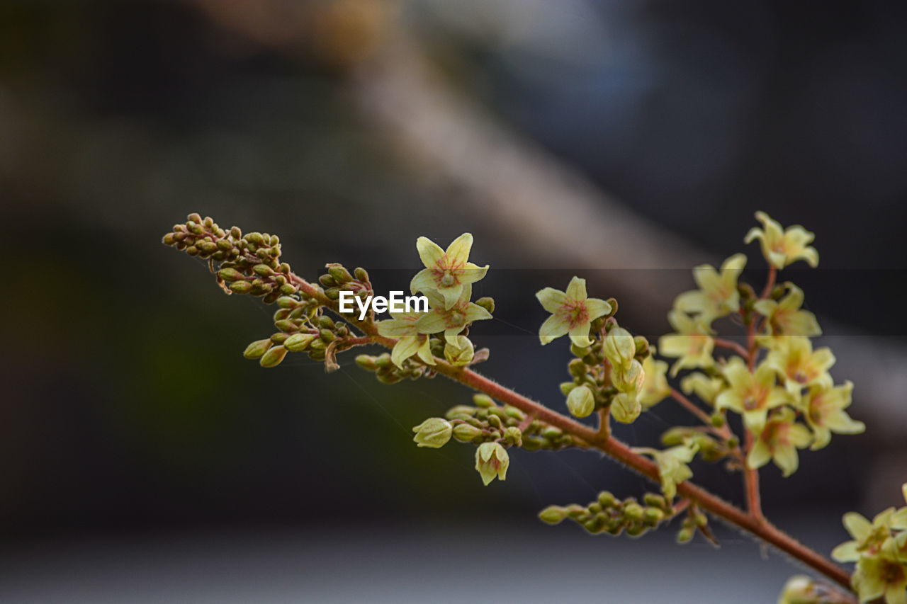 CLOSE-UP OF YELLOW FLOWERS