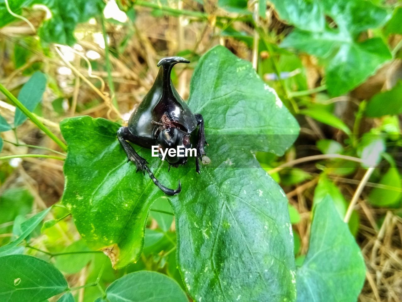 CLOSE-UP OF FLY ON PLANT