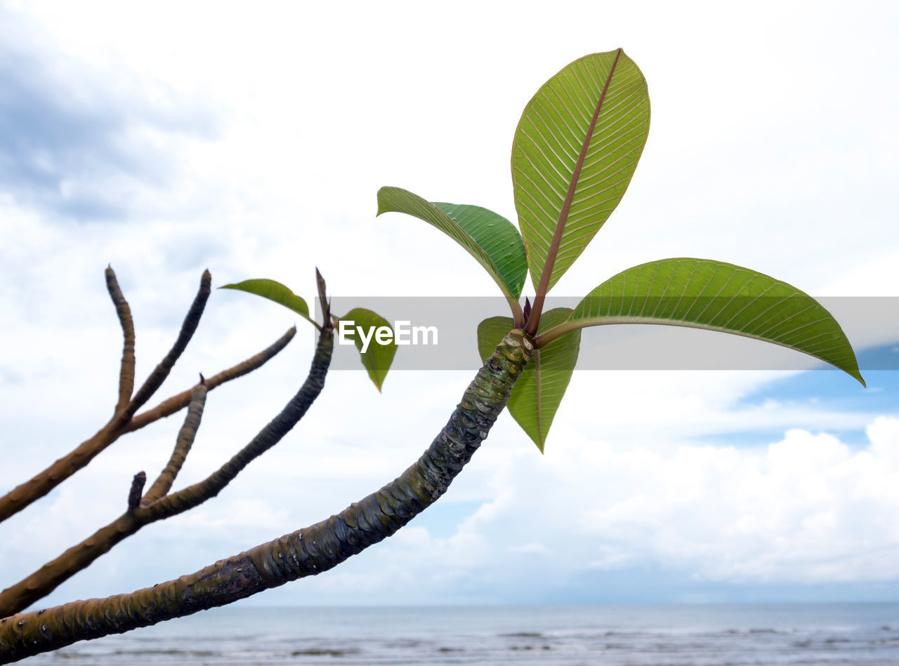 Leaves and branch of plumeria beside the beach