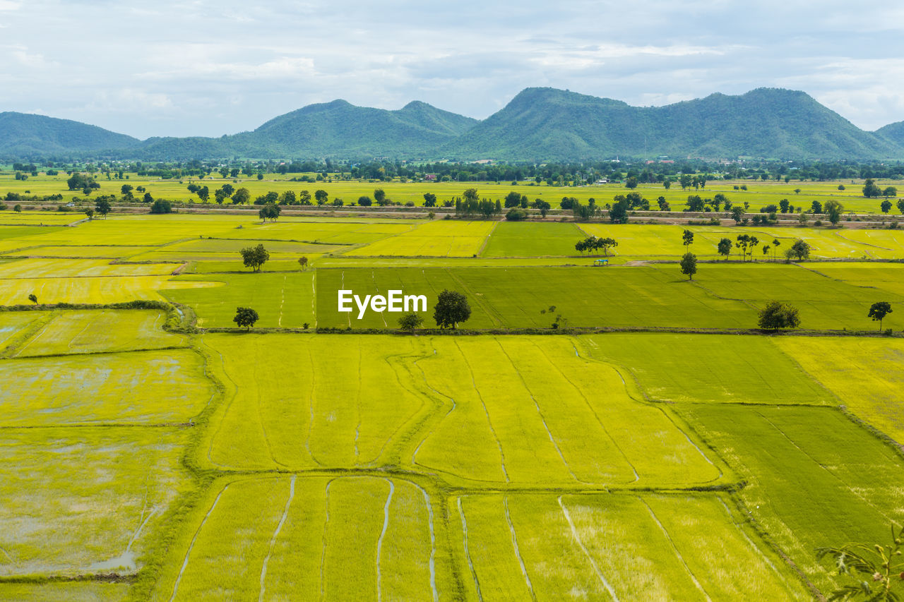 Scenic view of agricultural field against sky