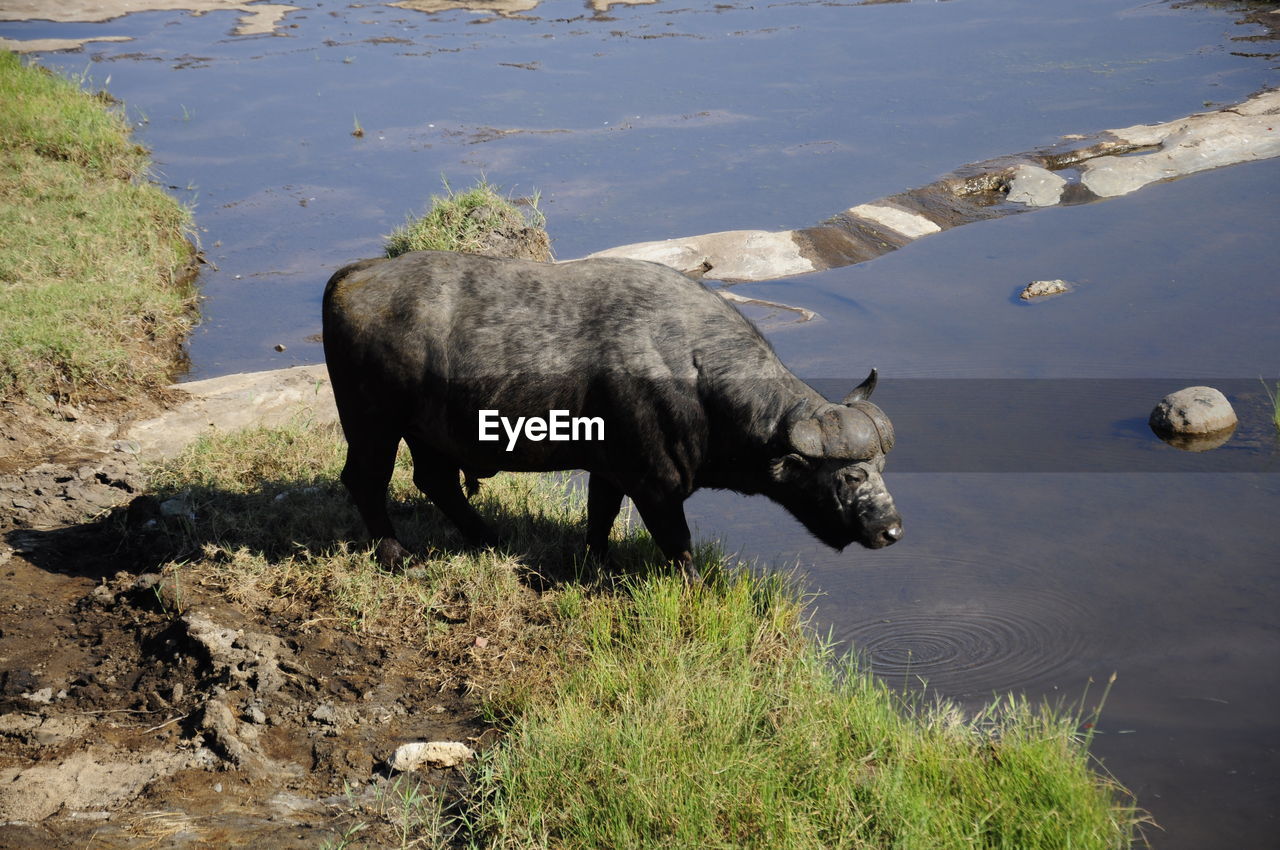 African buffalo in a lake