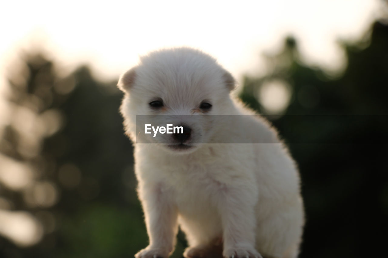 CLOSE-UP PORTRAIT OF A WHITE DOG