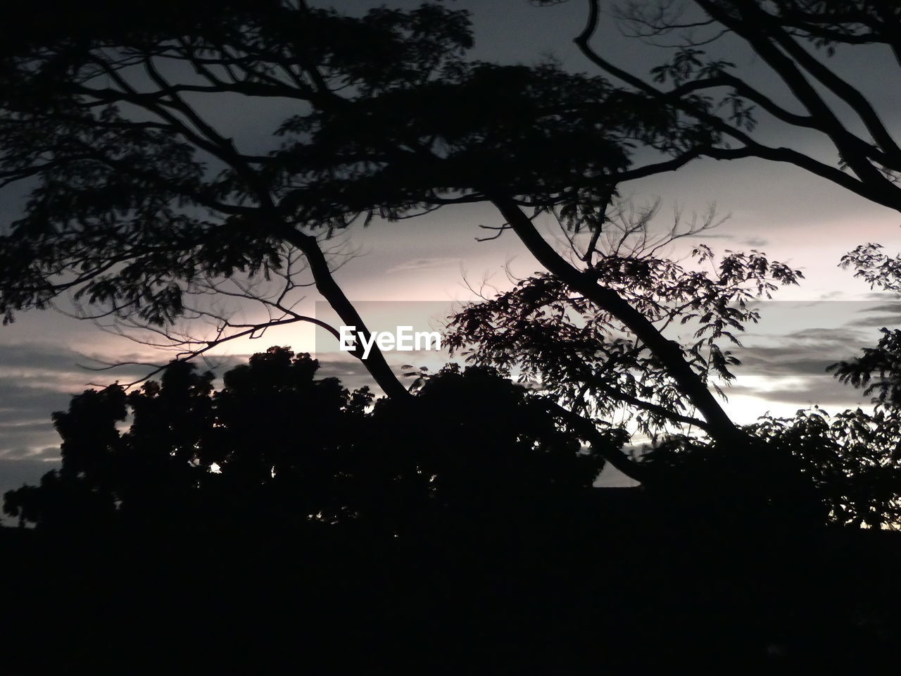 SILHOUETTE TREES AGAINST SKY