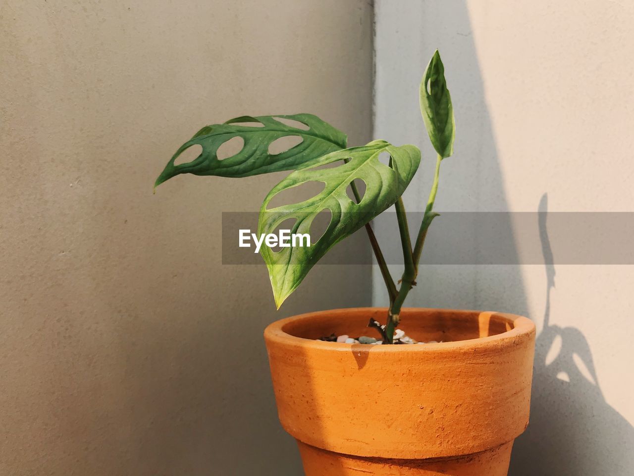 A healthy growing monstera andansoni