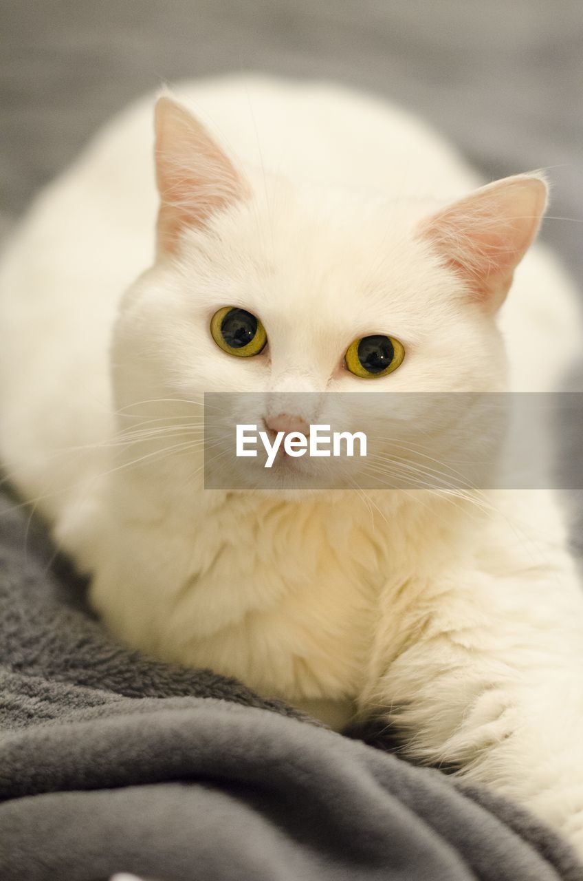 CLOSE-UP PORTRAIT OF CAT ON SOFA