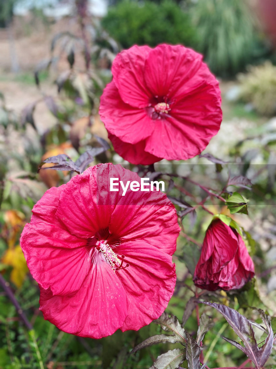 flower, plant, flowering plant, freshness, beauty in nature, petal, inflorescence, close-up, flower head, growth, fragility, pink, nature, focus on foreground, no people, day, outdoors, pollen, magenta, red, wildflower, petunia