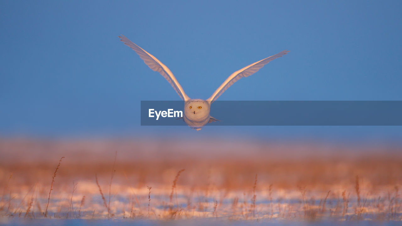 Owl flying over field against sky during sunset