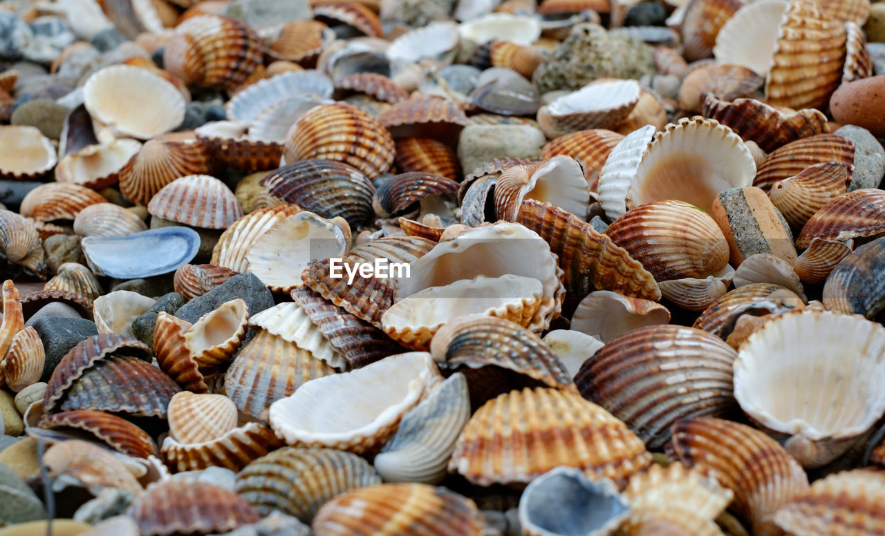 Colorful seashells on the beach