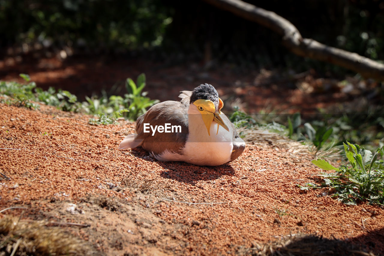 Animal and bird portrait of masked lapwing lying or nesting in dusty soil 