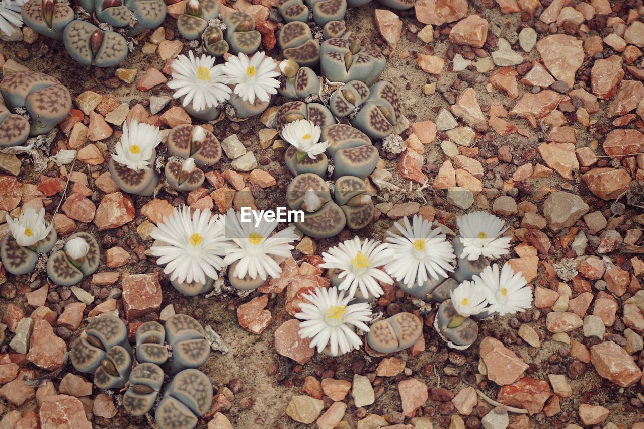 HIGH ANGLE VIEW OF WHITE FLOWERING PLANT ON STONE