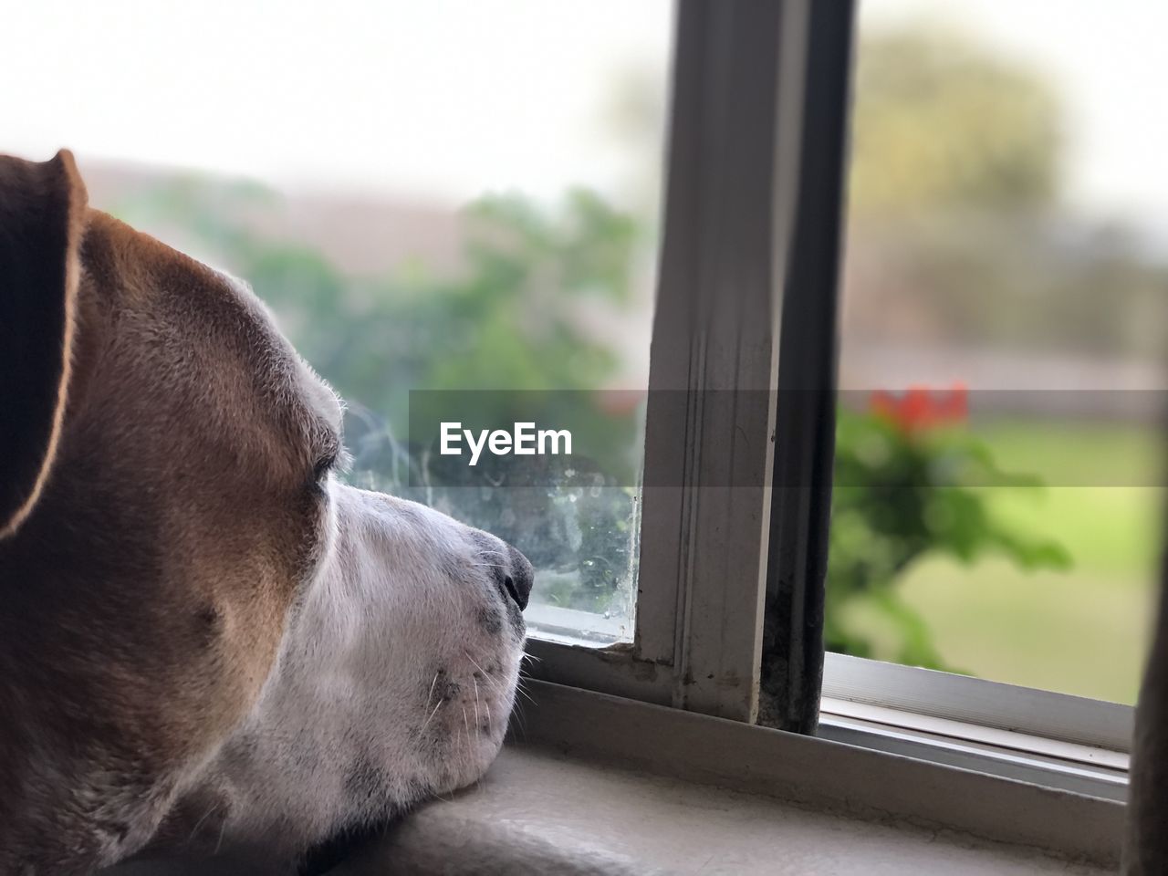 Close-up of dog looking through window