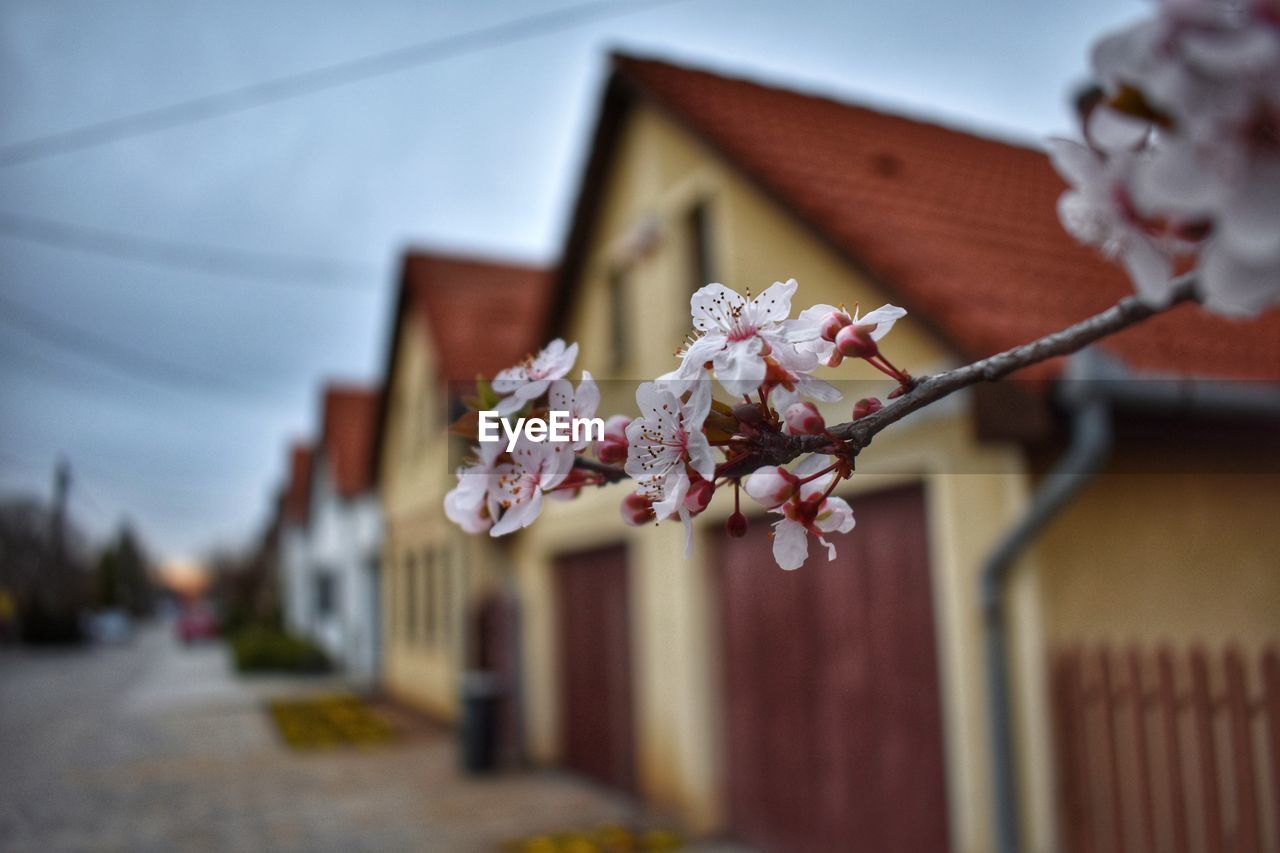 Close-up of cherry blossom against building