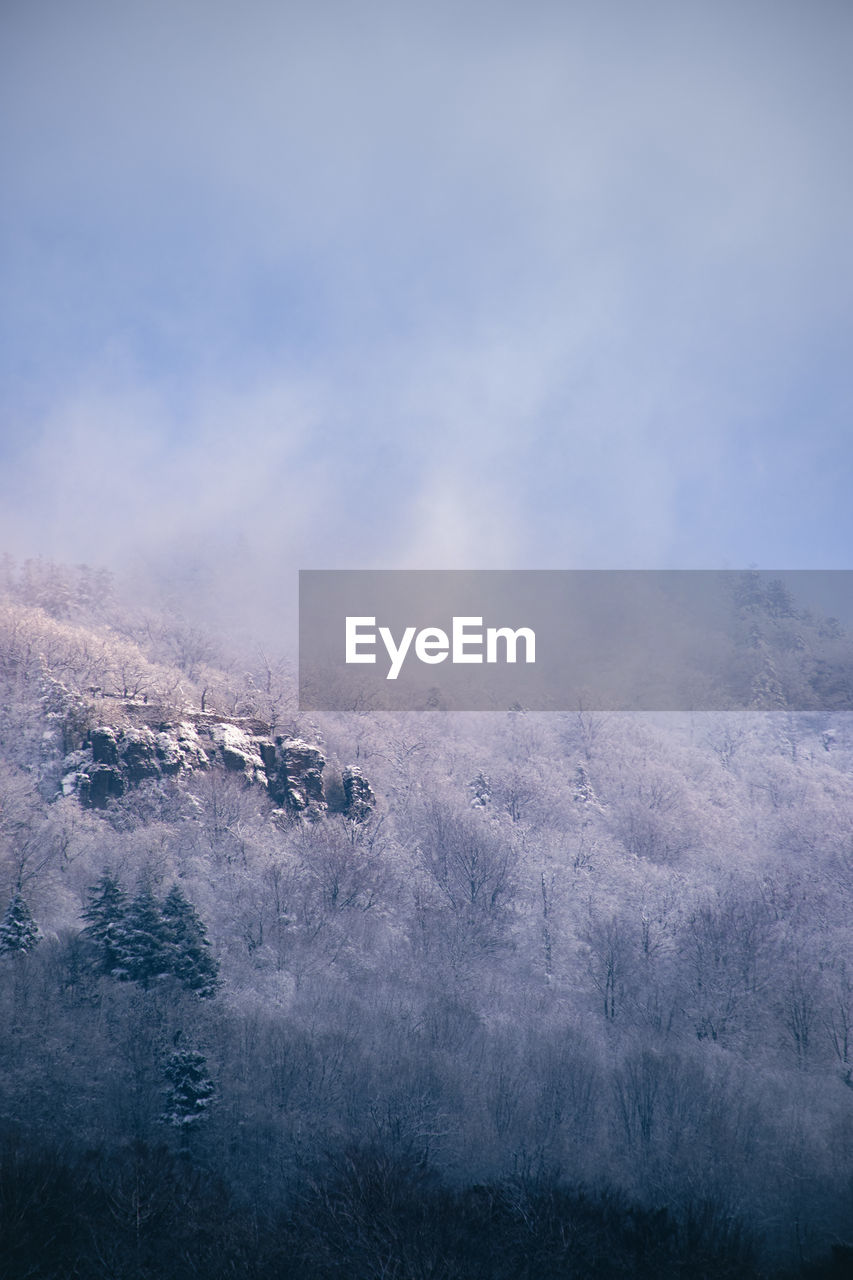 Snow covered and frozen trees of a forest against deep blue sky and steamy fog in winter.