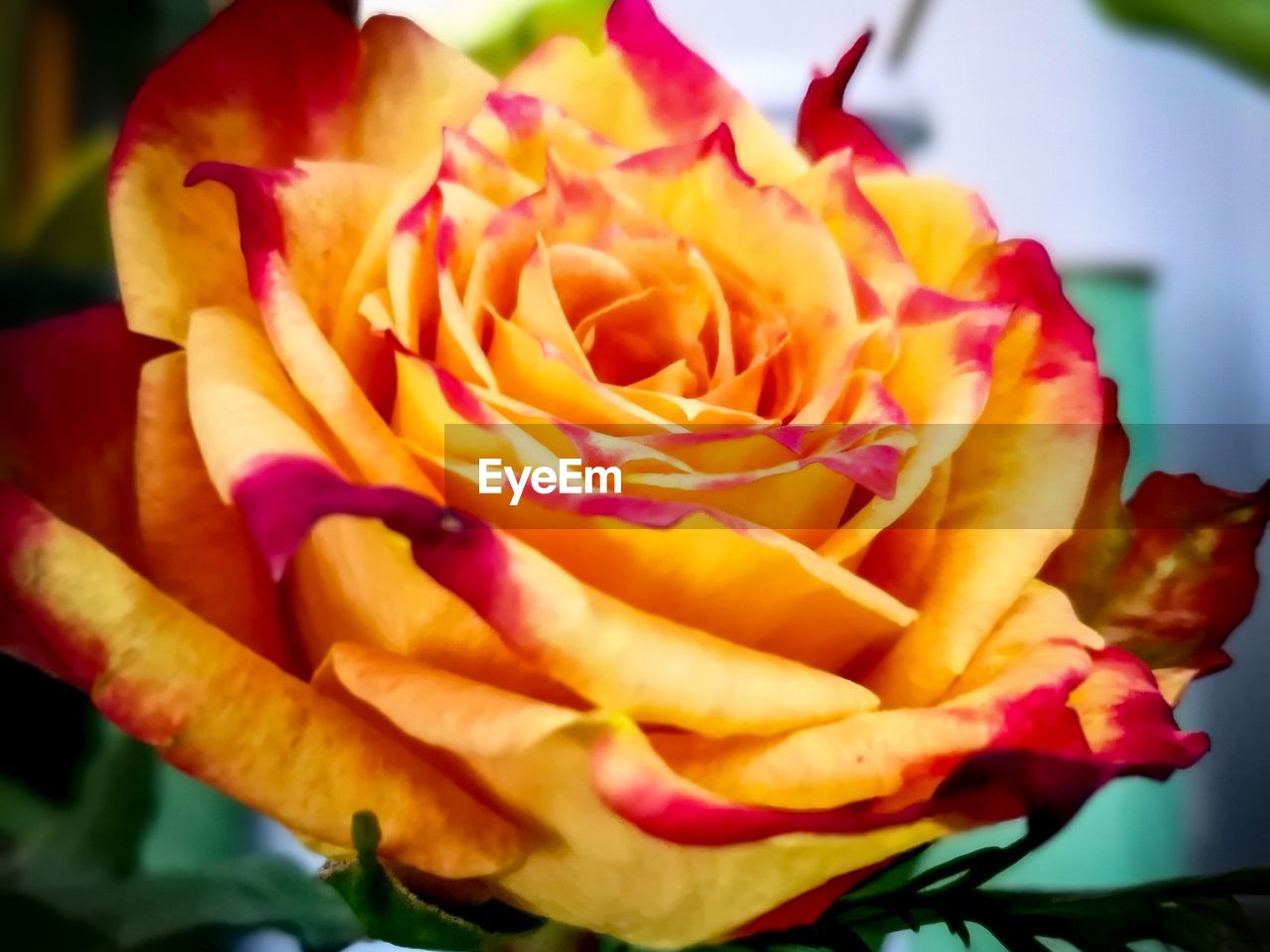 Close-up of rose bouquet