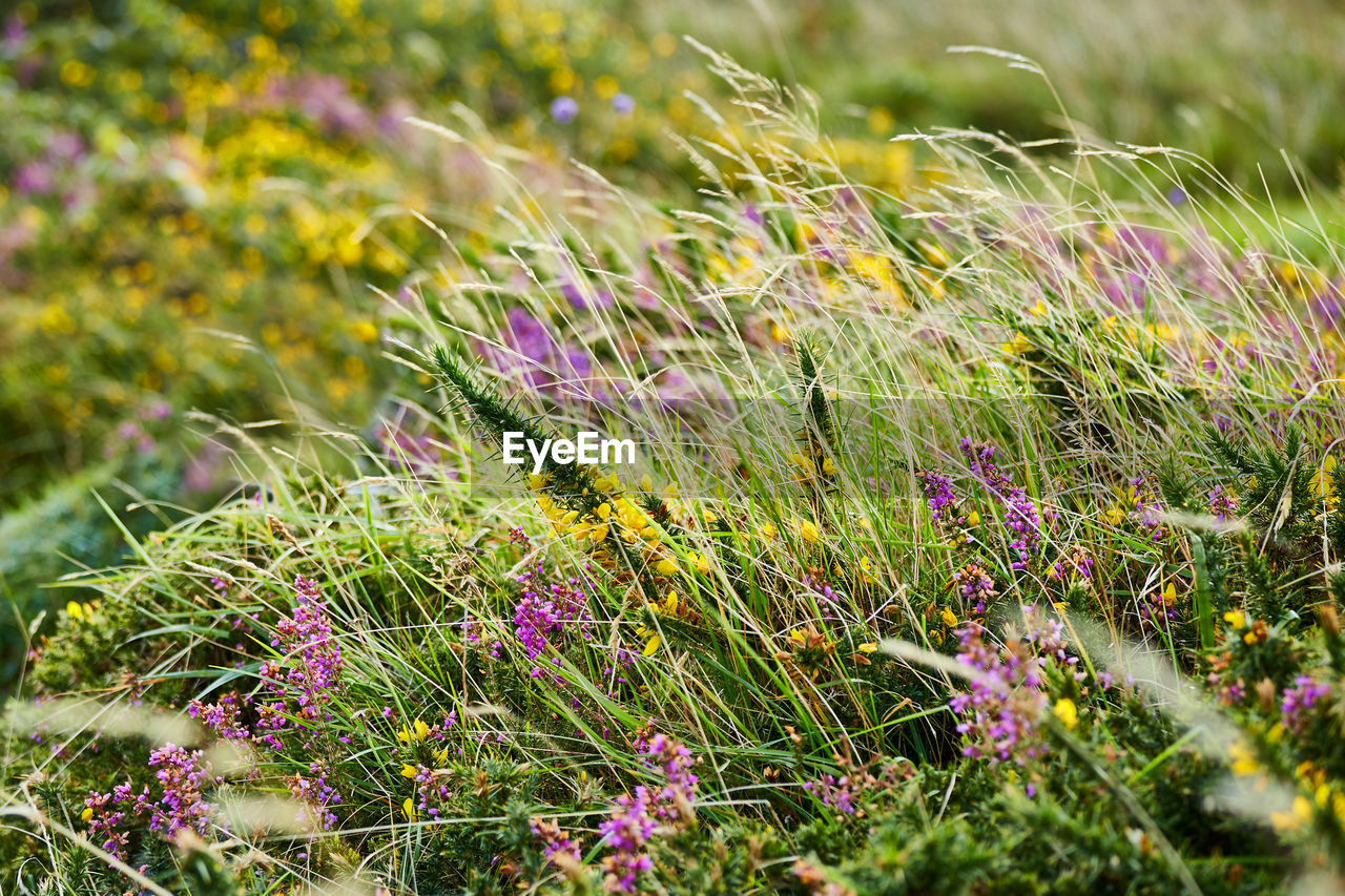 Close-up of purple flowers on field