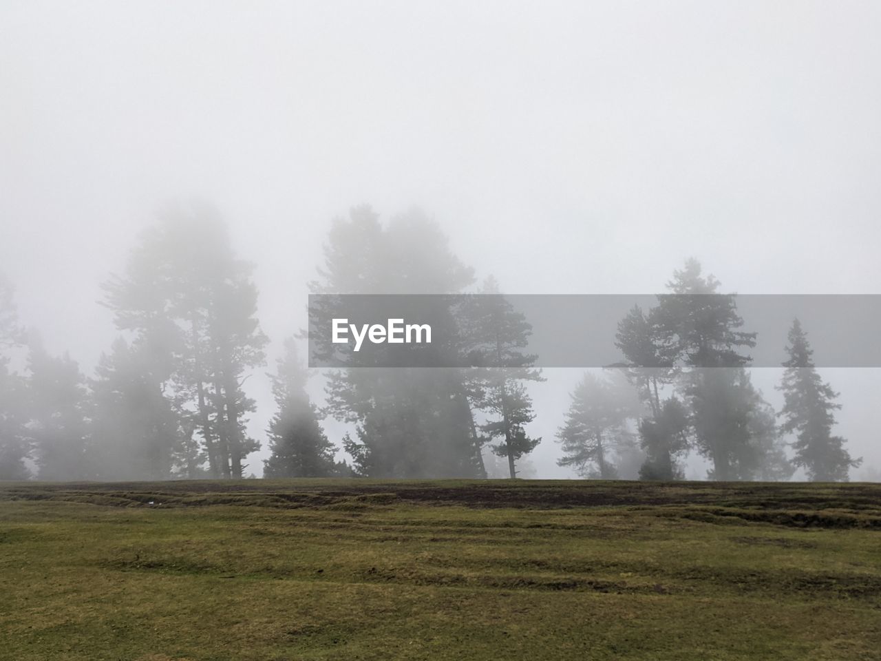 TREES ON GRASSY FIELD AGAINST SKY