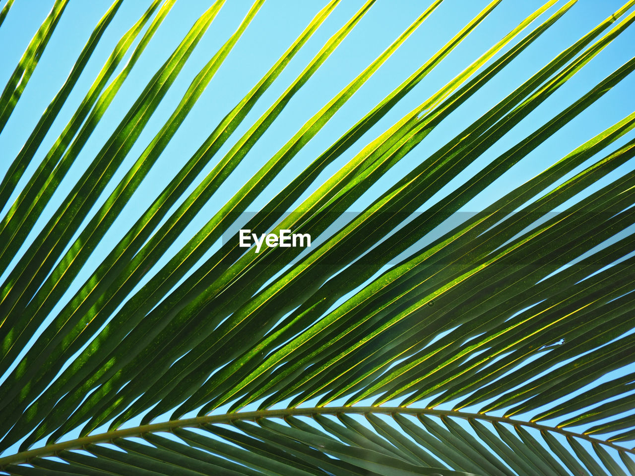 Close-up of palm leaf against sky
