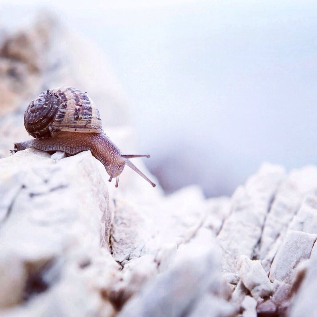 Close-up of snail on rocks