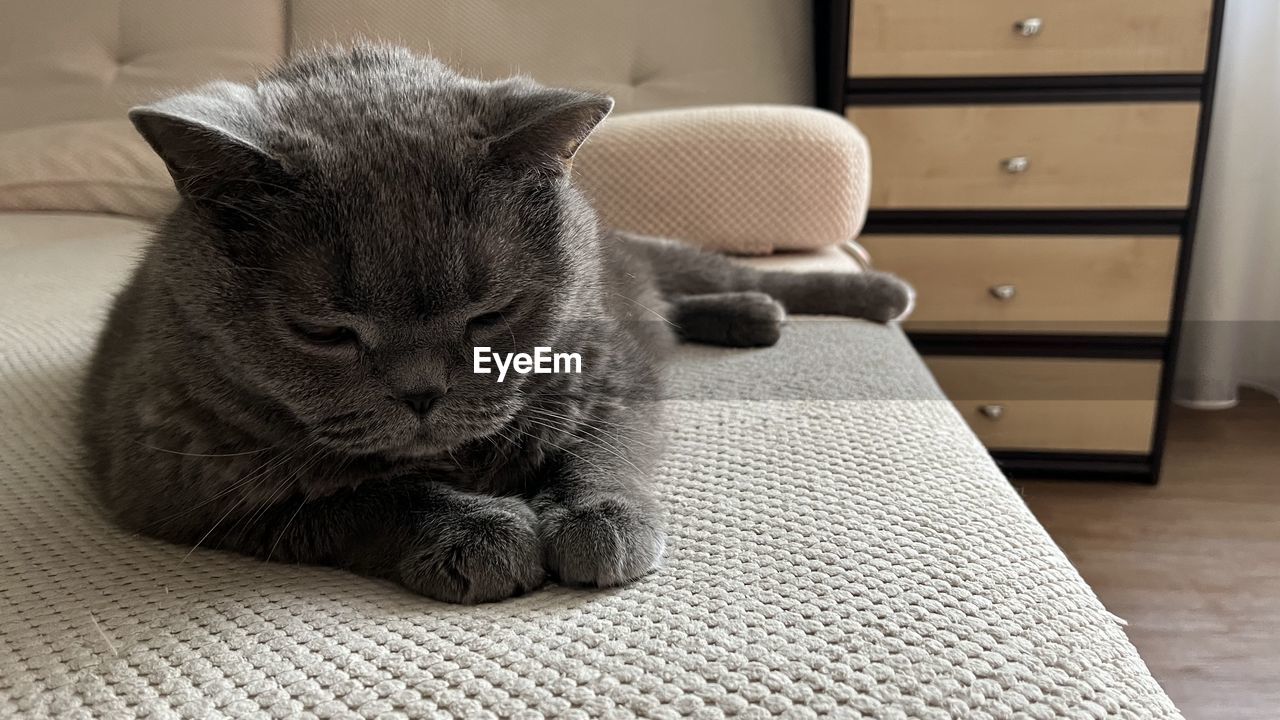 close-up of cat lying on floor