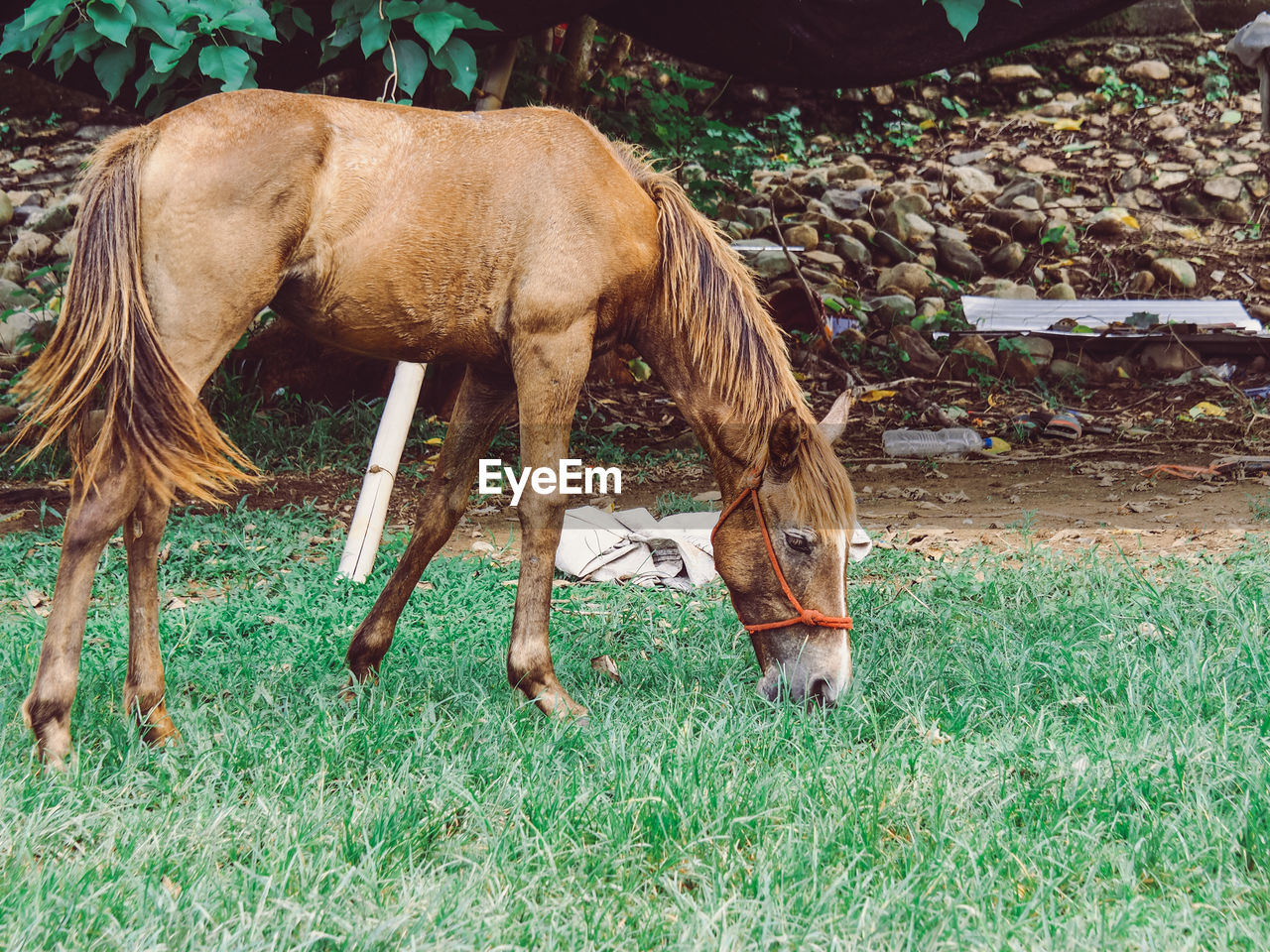 Horse grazing in field