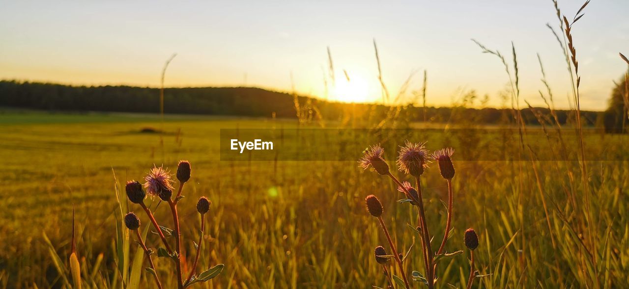 Close-up of flowering plants on field against sky during sunset