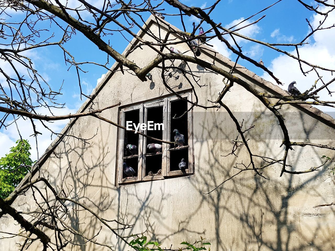 LOW ANGLE VIEW OF HOUSE AGAINST BARE TREE