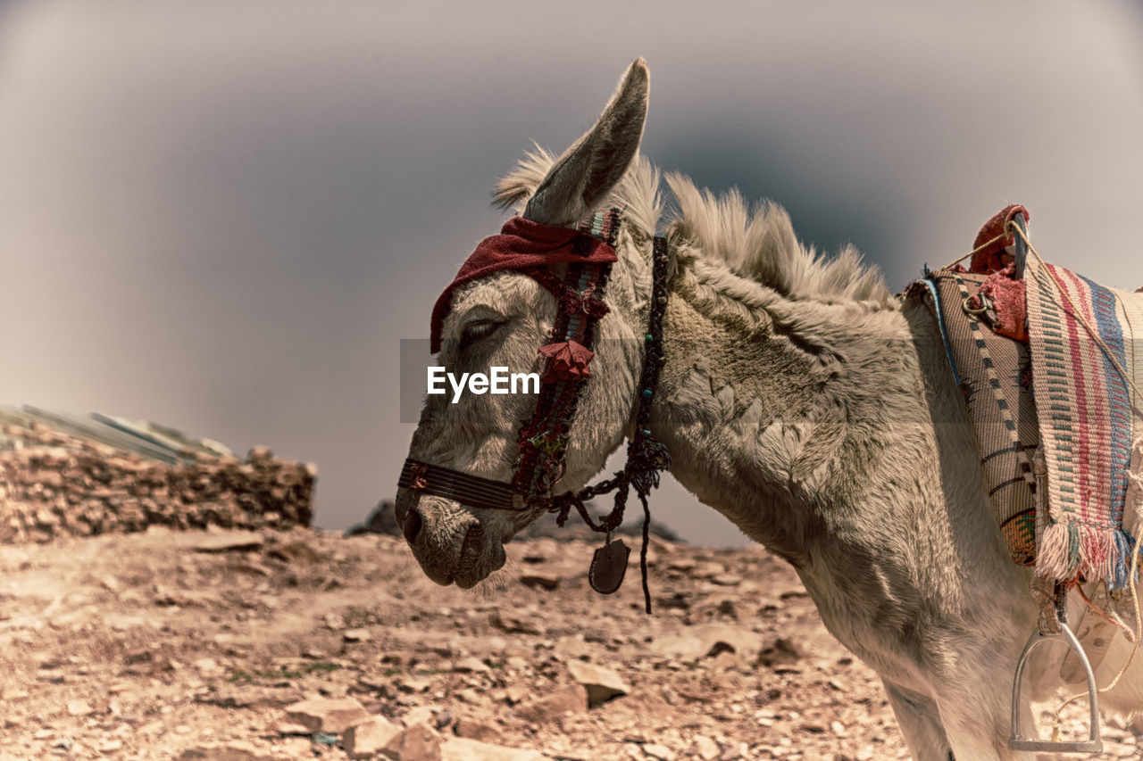 SIDE VIEW OF A HORSE ON DESERT