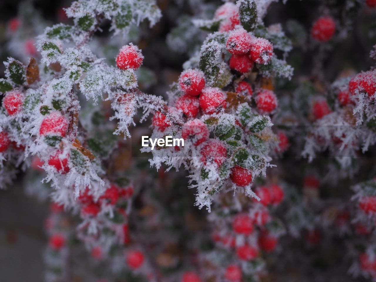 winter, plant, cold temperature, snow, frost, nature, beauty in nature, flower, tree, no people, branch, red, frozen, fruit, close-up, ice, leaf, berry, food and drink, food, shrub, growth, day, outdoors, freshness, healthy eating, focus on foreground, plant part, selective focus