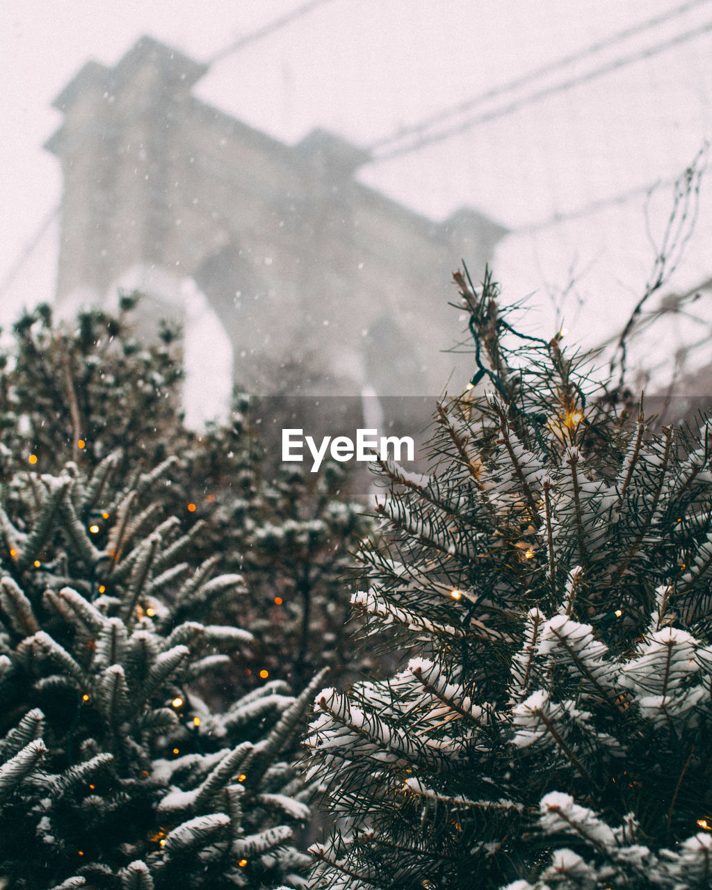 Trees against brooklyn bridge during winter