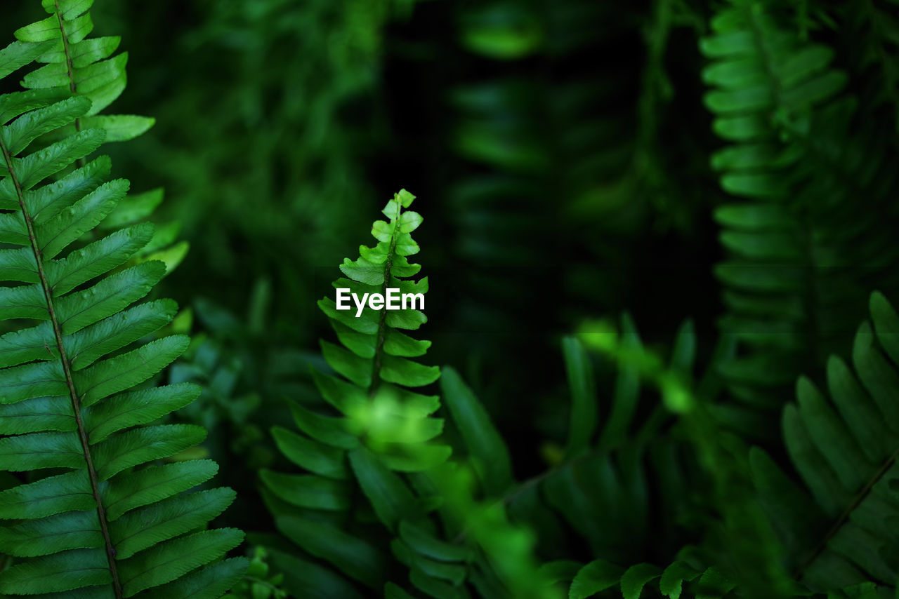 ferns and horsetails, green, fern, plant, leaf, plant part, growth, nature, beauty in nature, vegetation, no people, tree, close-up, forest, coniferous tree, pinaceae, land, pine tree, plant stem, outdoors, flower, rainforest, jungle, environment, focus on foreground, day