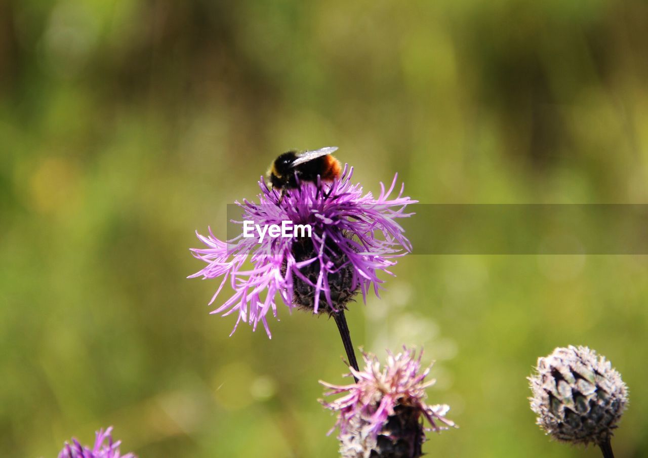 Close-up of honey bee on purple thistle flower