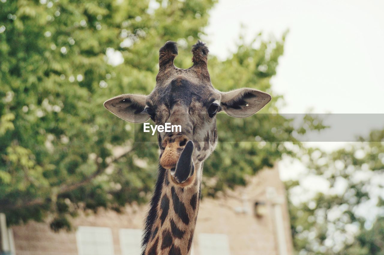 Giraffe sticking out tongue against tree in zoo