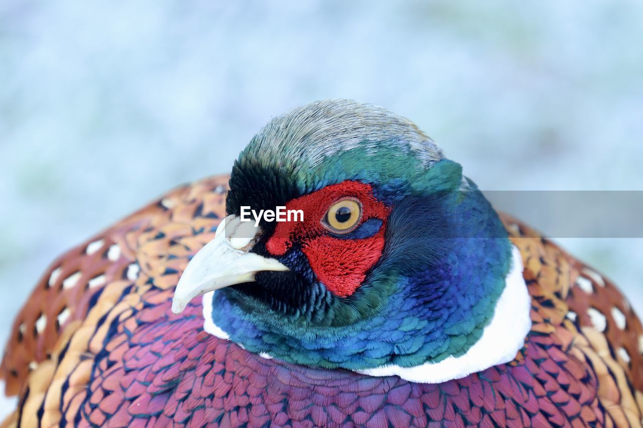 Male pheasant shows off vibrant multi-coloured feathers