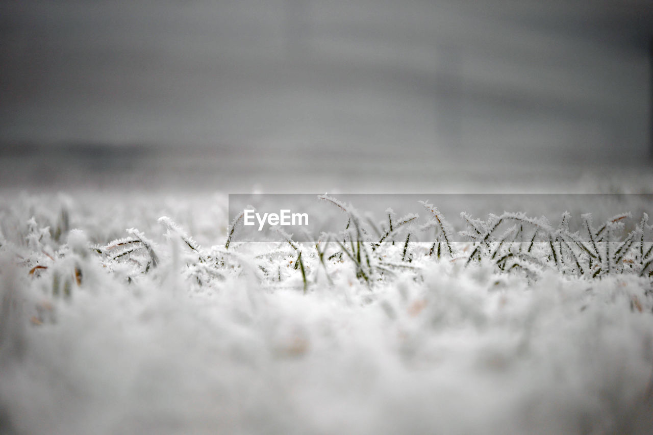 Close-up of snow on field