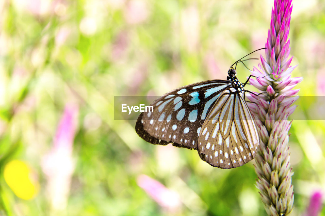 Close-up of butterfly pollinating on flower