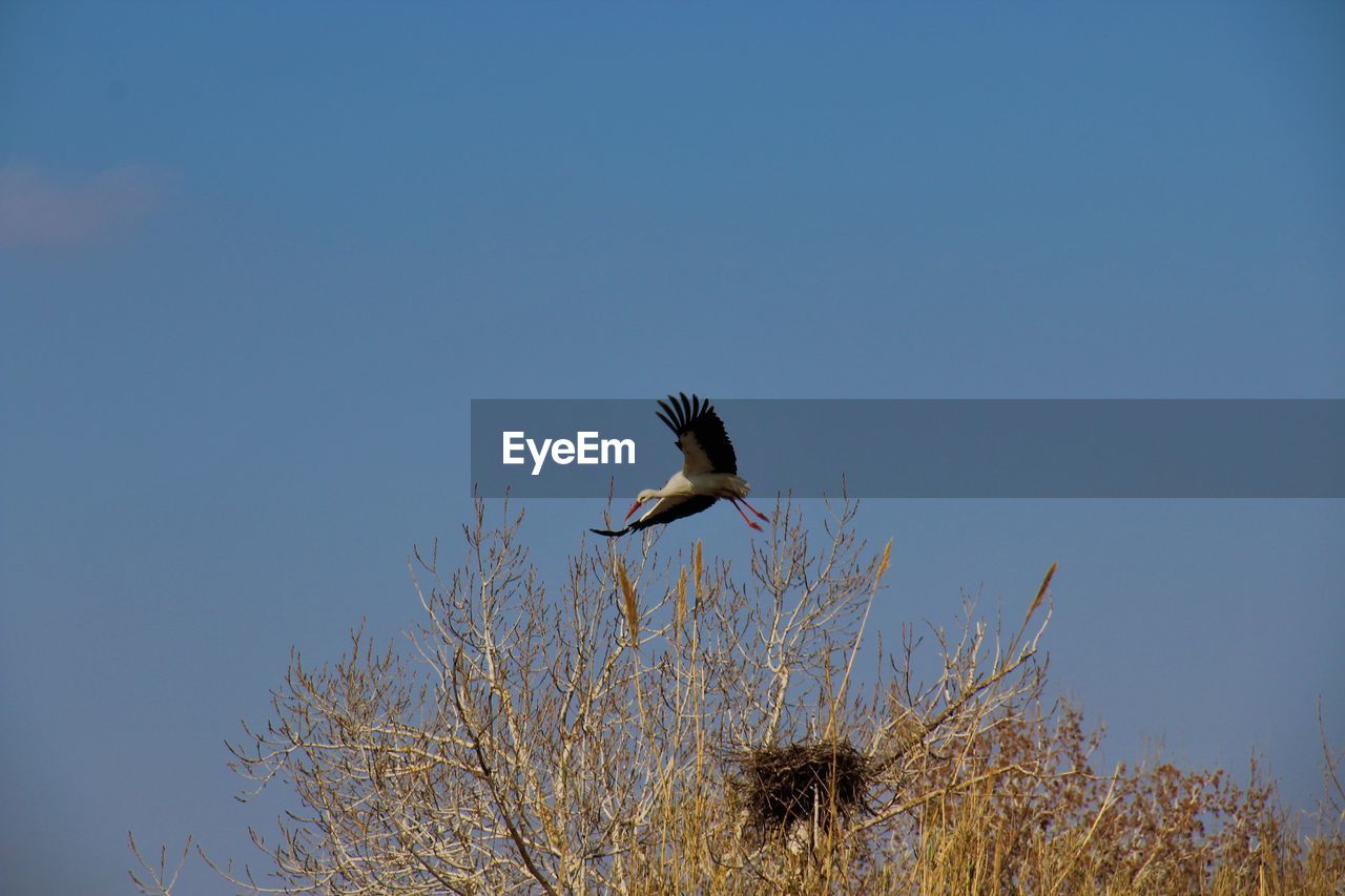 LOW ANGLE VIEW OF BIRD FLYING IN SKY