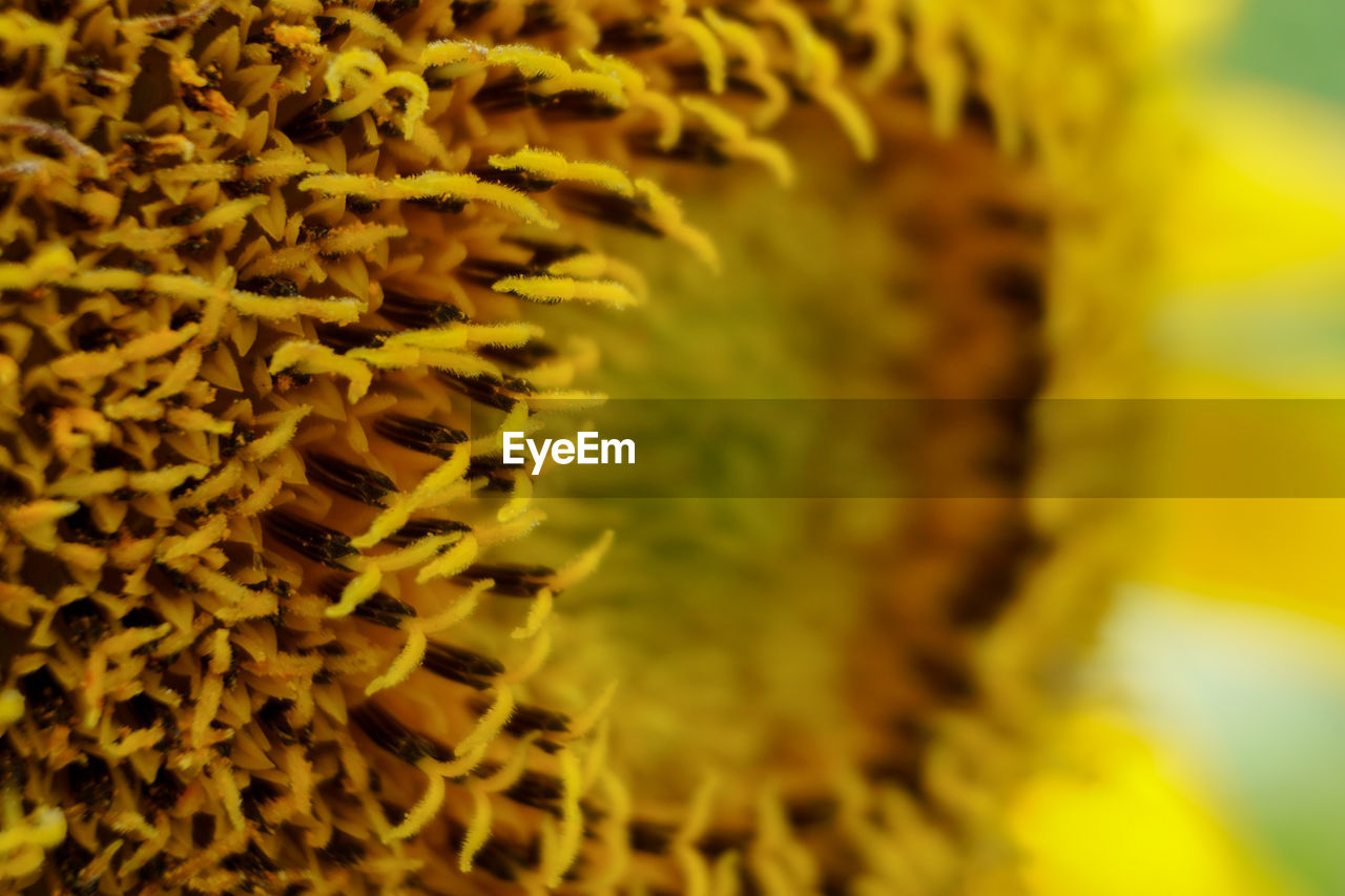 Close-up of sunflower on plant