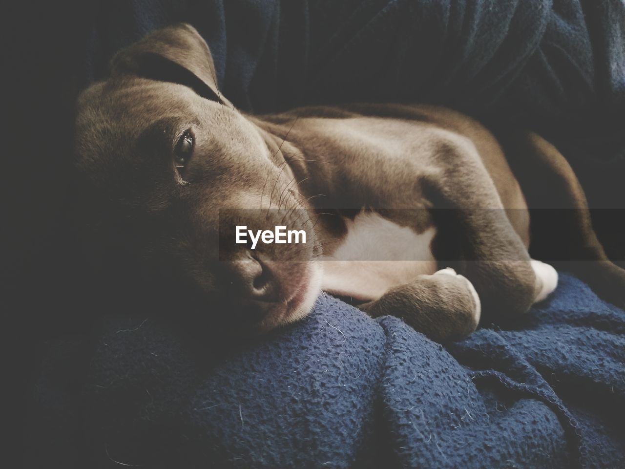 Close-up of dog sleeping on sofa at home