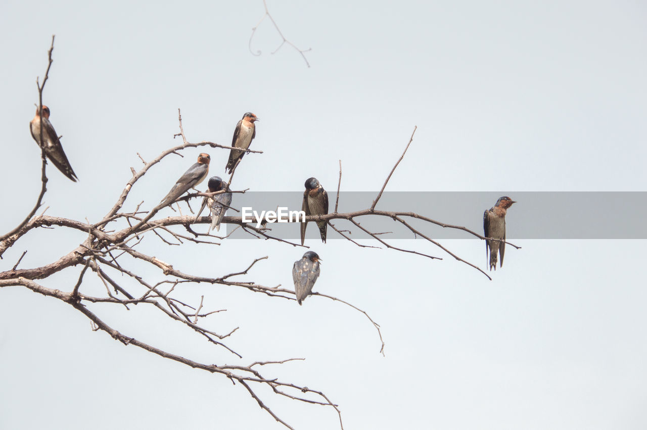 LOW ANGLE VIEW OF BIRDS PERCHING ON BRANCH