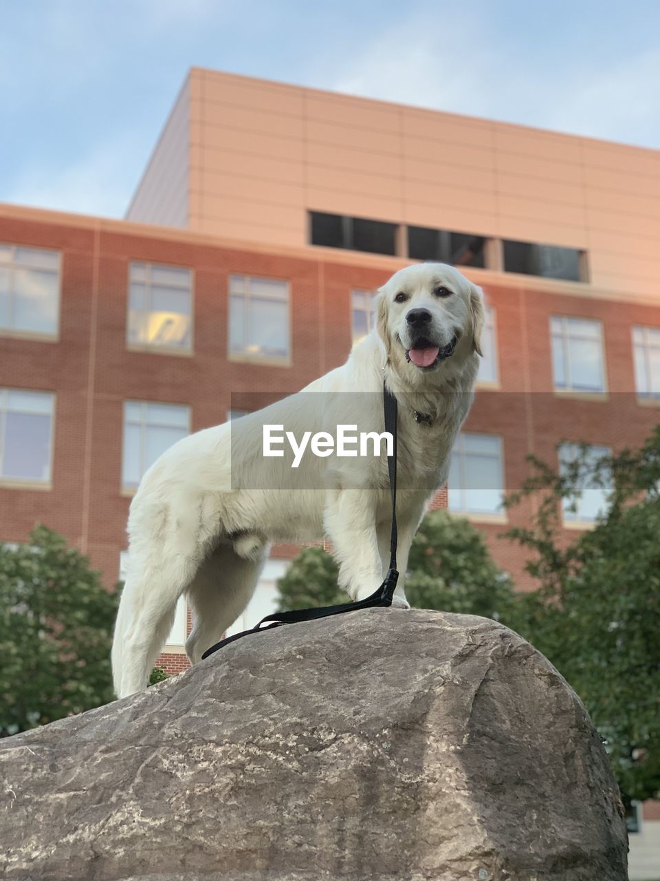 A white dog stands on a rock facing the camera. building windows reflect the sun behind him. 