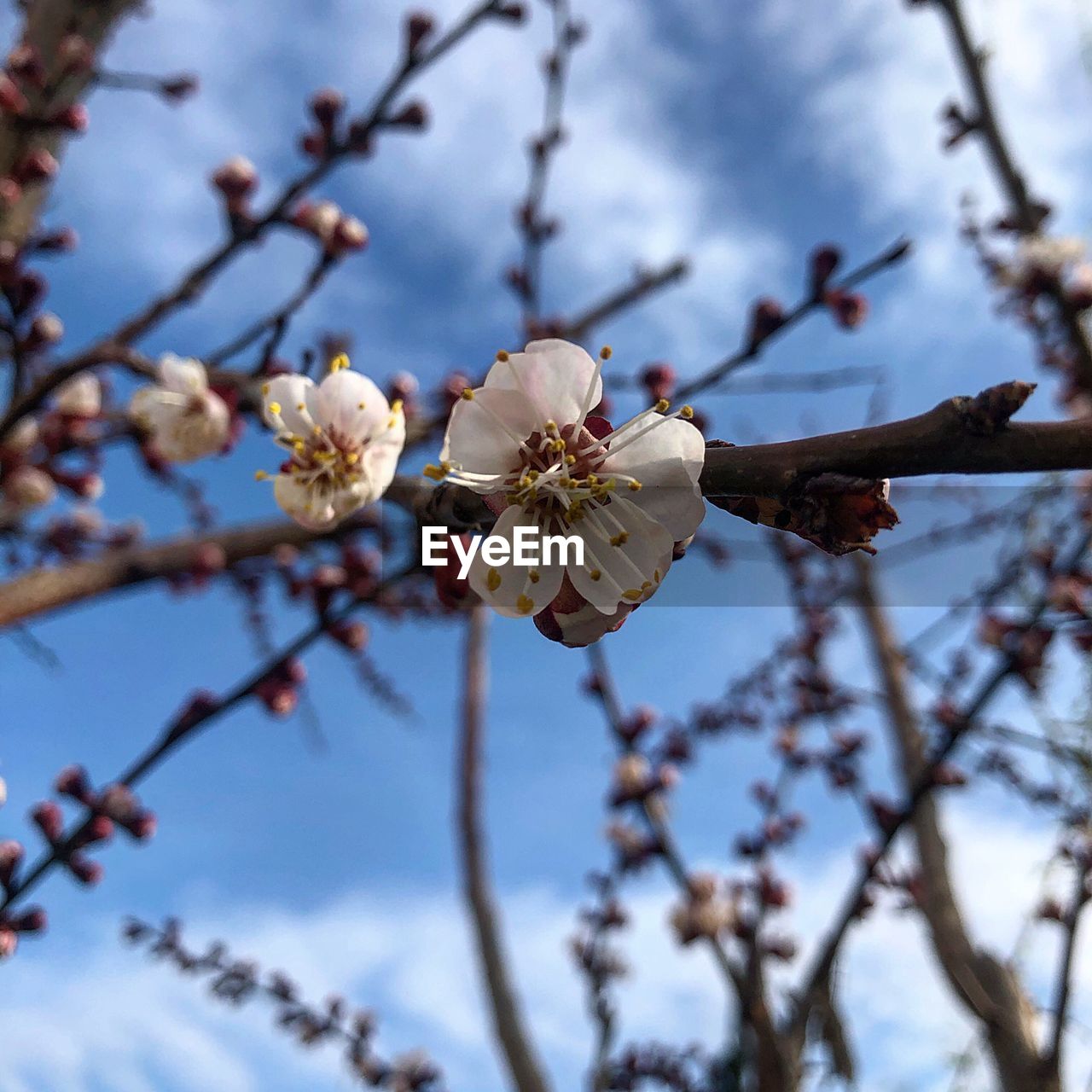 CLOSE-UP OF CHERRY BLOSSOM ON BRANCH