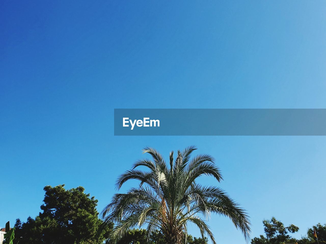 Low angle view of coconut palm trees against blue sky