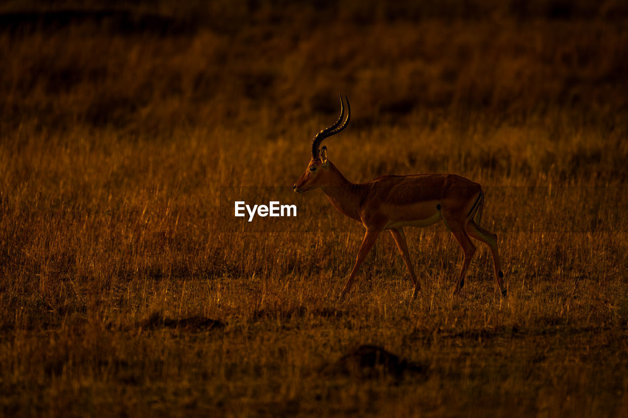 side view of deer on field