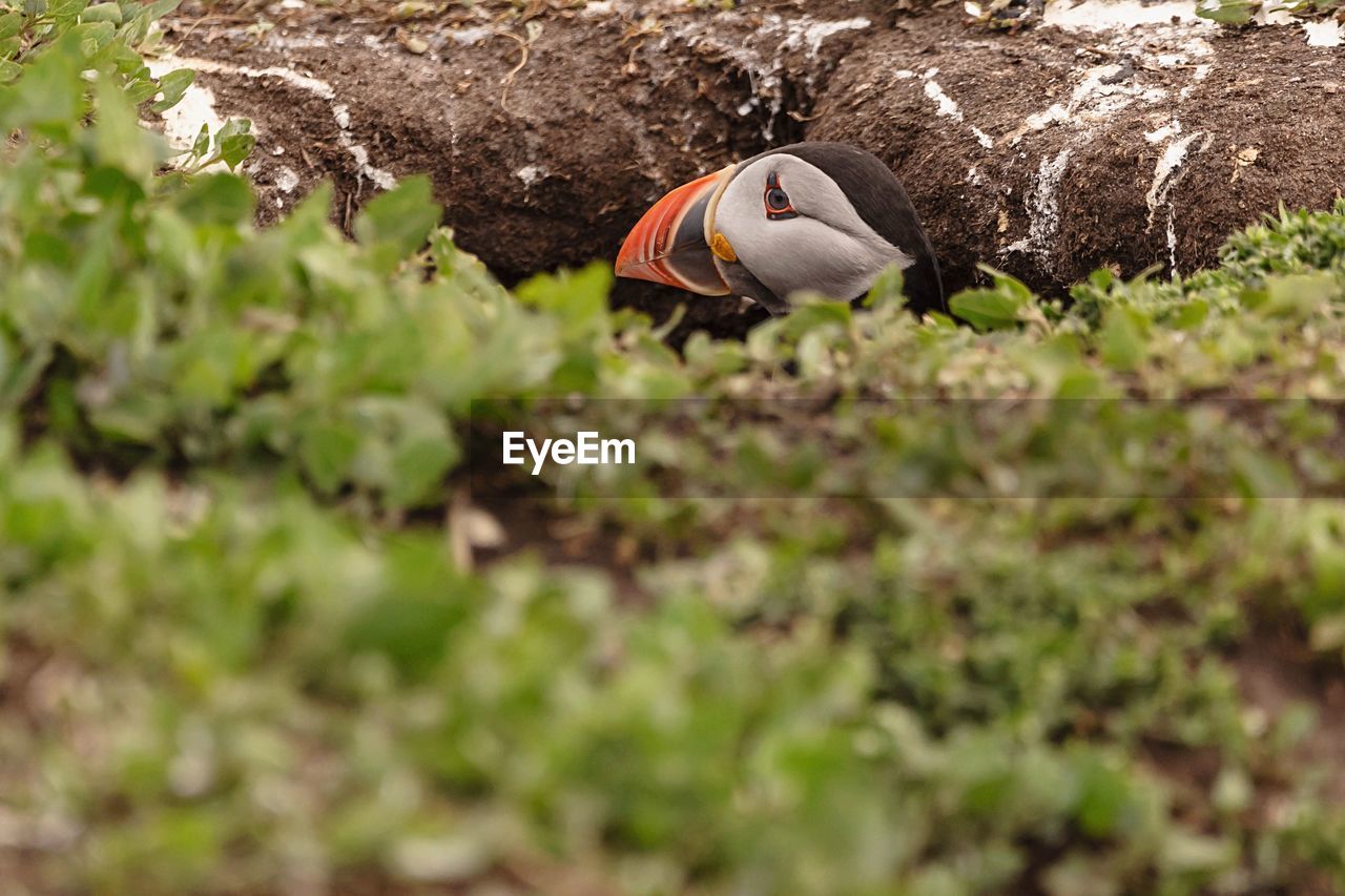 Close-up of puffin peaking out of its burrow