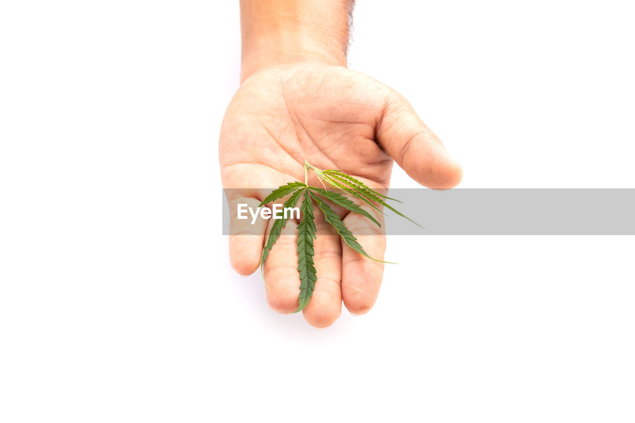 hand, finger, one person, white background, food and drink, studio shot, food, plant, wellbeing, cut out, healthy eating, vegetable, close-up, copy space, growth, indoors, holding, arm, freshness, nature, produce, herb, medicine, organic