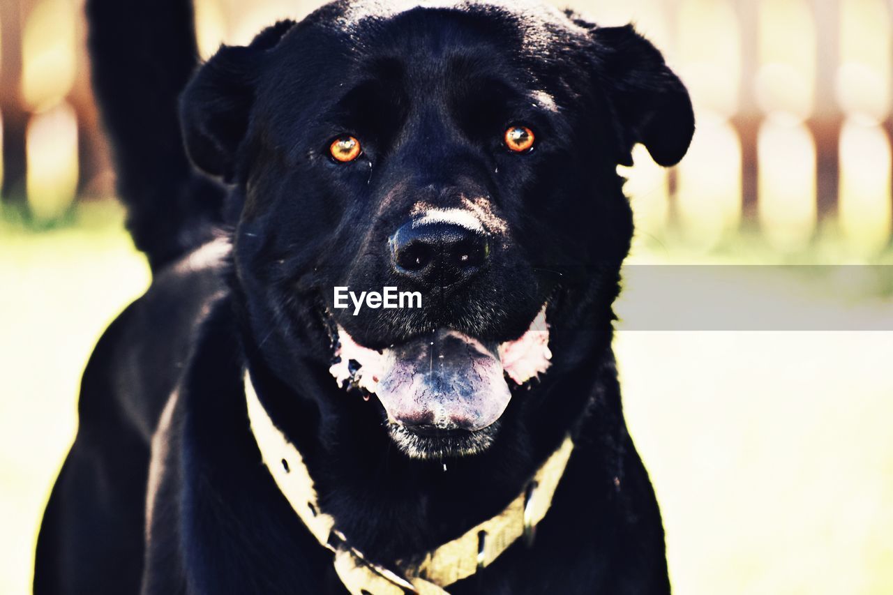 PORTRAIT OF BLACK DOG OUTDOORS